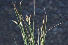 Imagem de Carex acocksii C. Archer