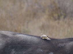 Image of oxpeckers