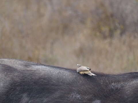 صورة Buphagidae