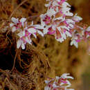 Image of Dendrobium turbinatum