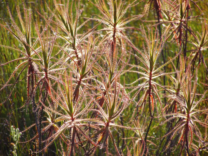 Image of Roridula gorgonias Planch.