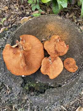 Image of Gymnopilus cyanopalmicola Guzm.-Dáv. 2006