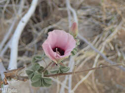 Image de Gossypium anomalum Wawra ex Wawra & Peyr.