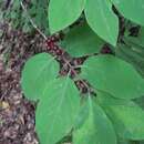 Image of Lonicera steveniana Fisch. ex Pojark.