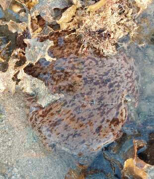 Image of Stonefish