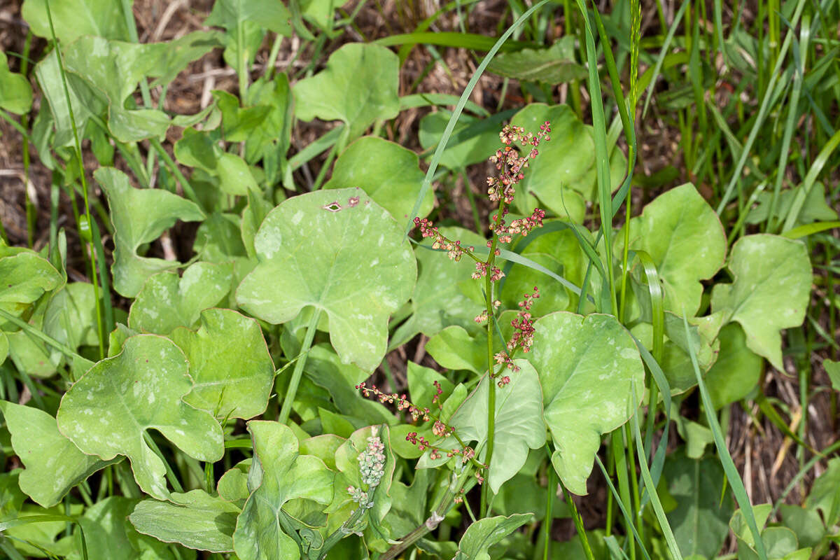 Rumex scutatus L. resmi