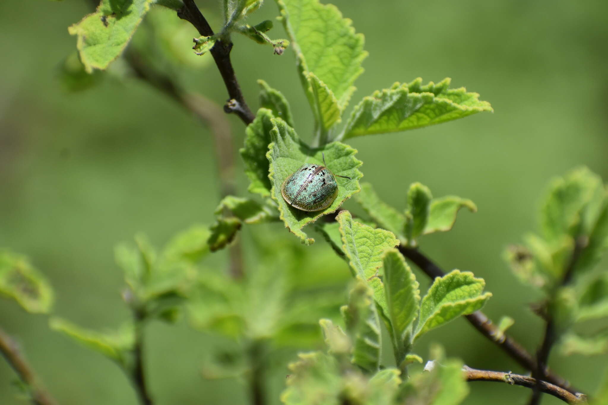 Слика од Physonota alutacea Boheman 1854