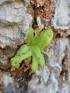 Image of Pinguicula casperiana