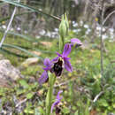 Image of Ophrys fuciflora subsp. andria (P. Delforge) Faurh.