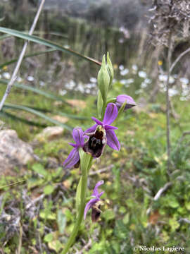 Image of Ophrys fuciflora subsp. andria (P. Delforge) Faurh.