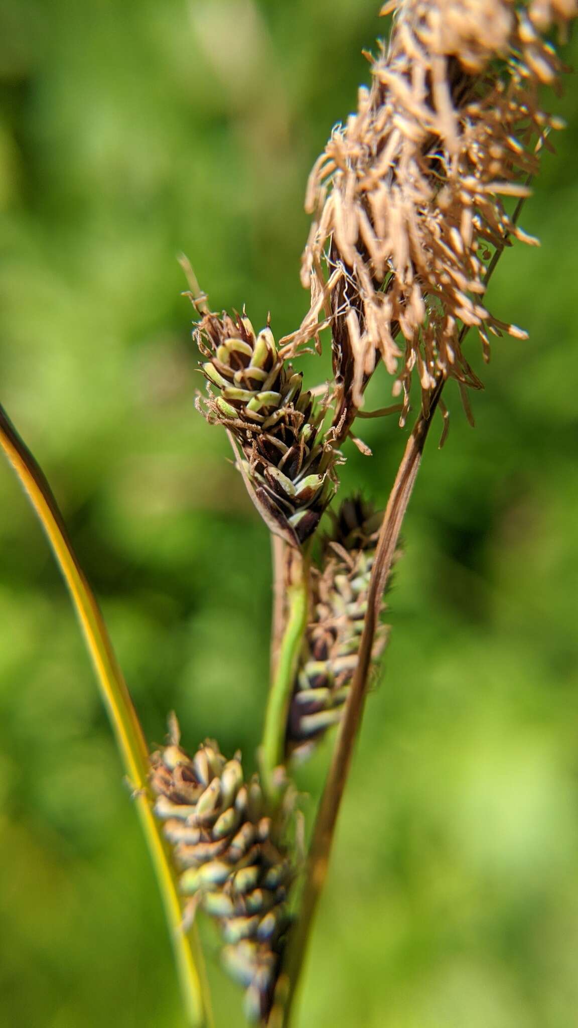 Image of Northwestern Showy Sedge