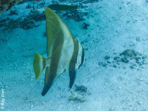 Image of Humpback batfish