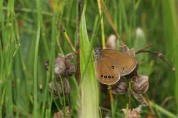 Image of False Ringlet