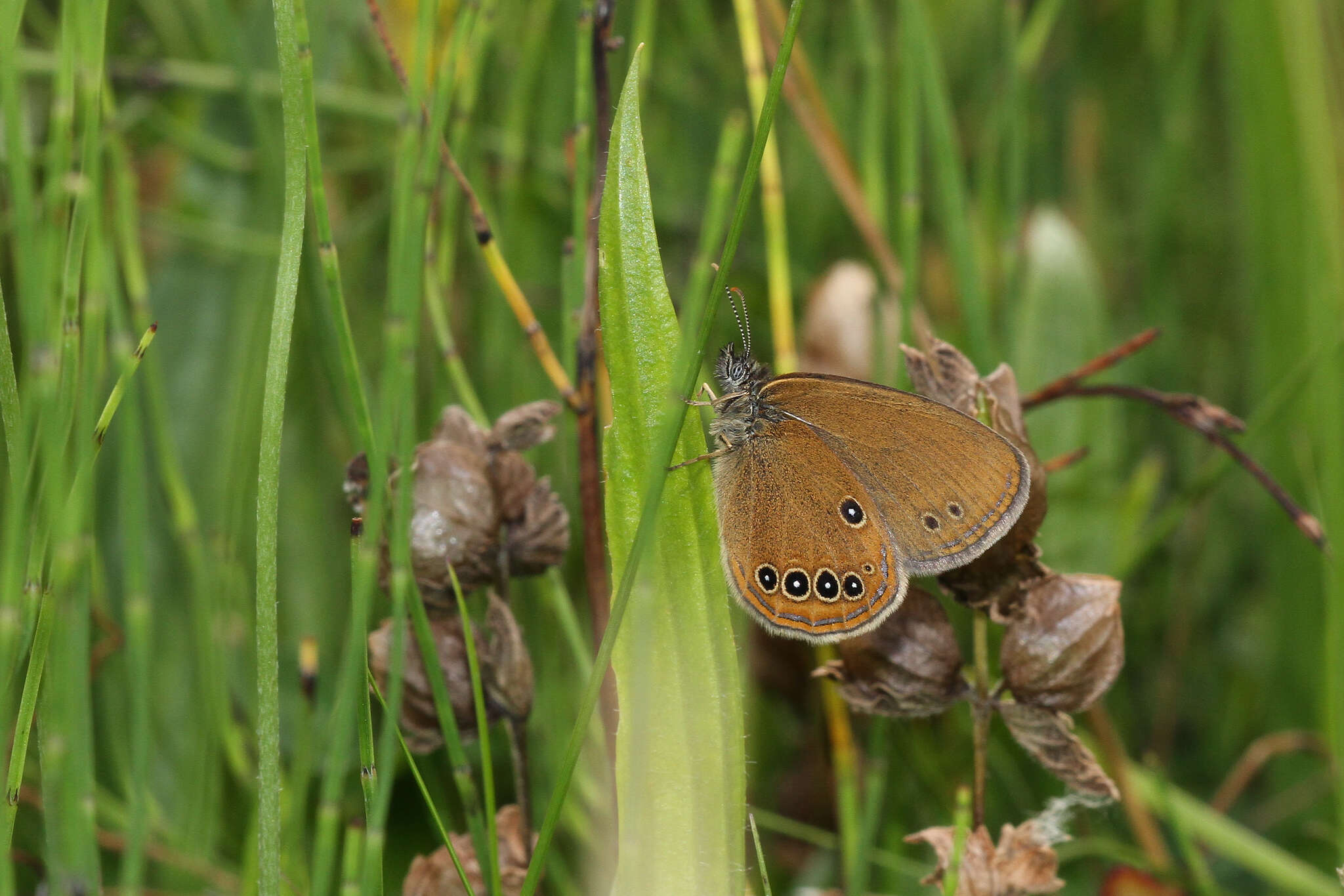 Image of False Ringlet