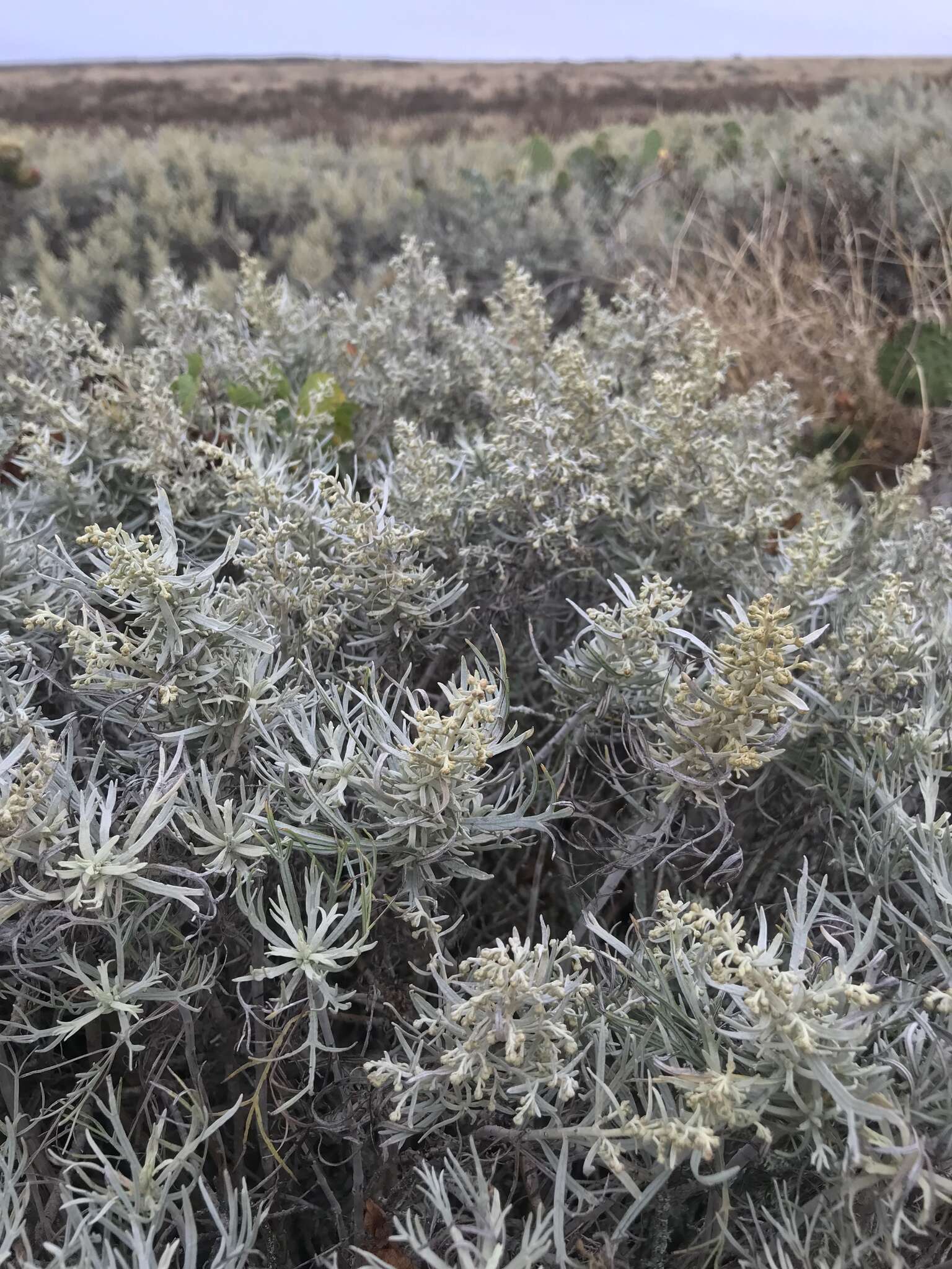 Image of island sagebrush