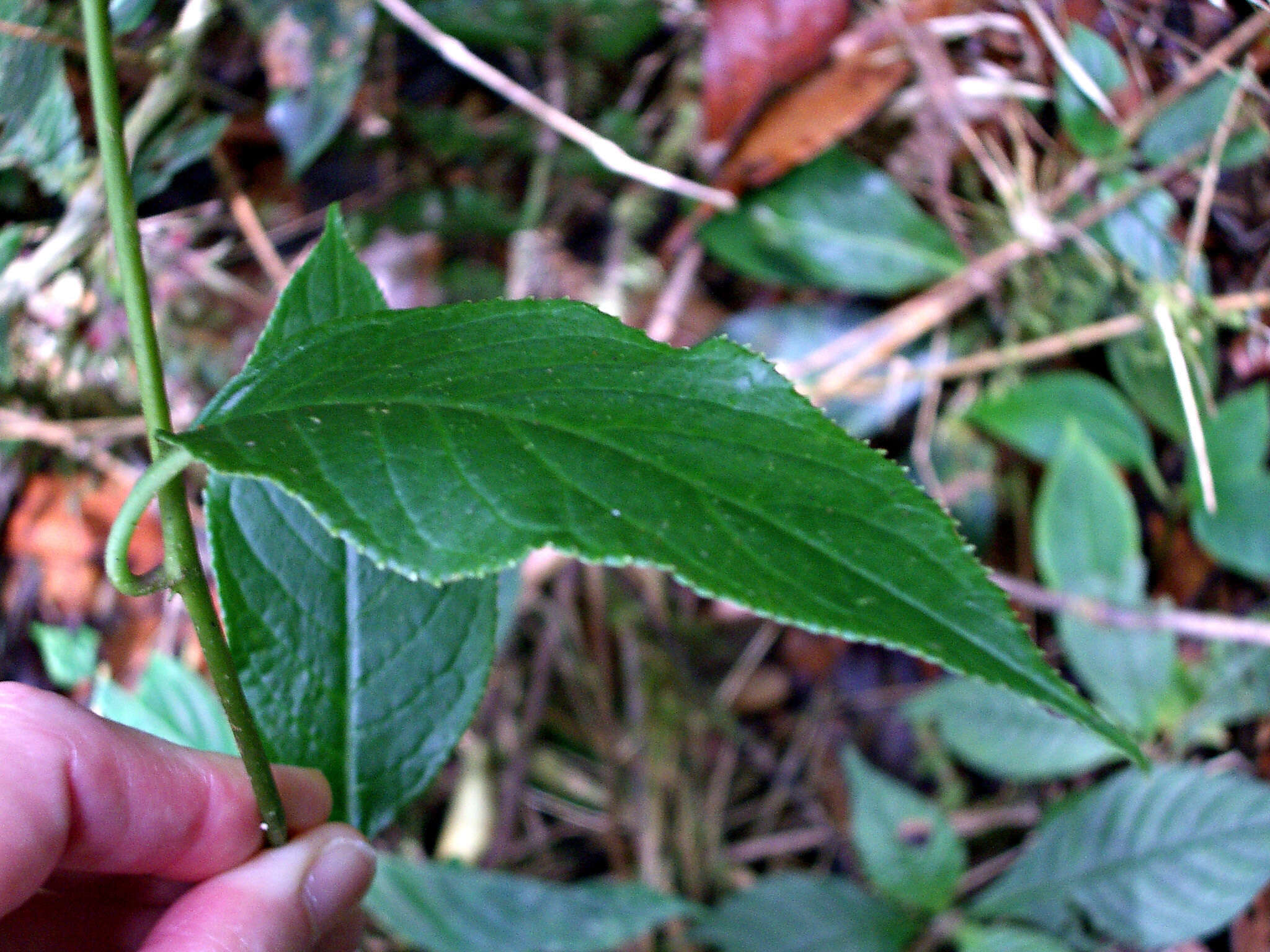 Image of Centropogon granulosus C. Presl