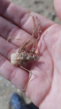 Image of long legged spider crab