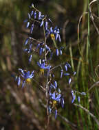 Image of Dianella nervosa R. J. F. Hend.