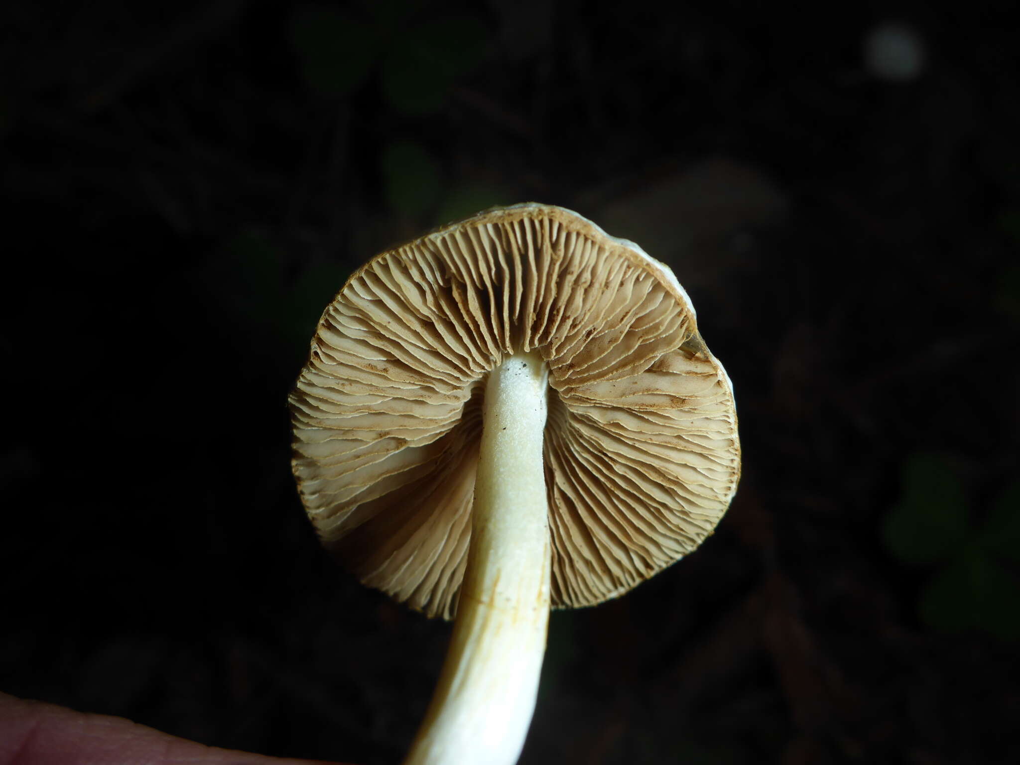 Image of Inocybe insinuata Kauffman 1924