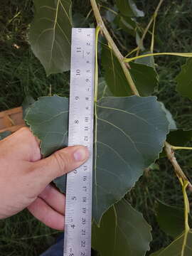 Image of Populus deltoides subsp. wislizenii (S. Wats.) Eckenwalder