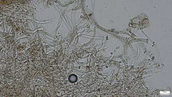 Image of Heliogaster columellifer (Kobayasi) Orihara & K. Iwase 2010