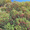 Image of Arctostaphylos peninsularis subsp. peninsularis