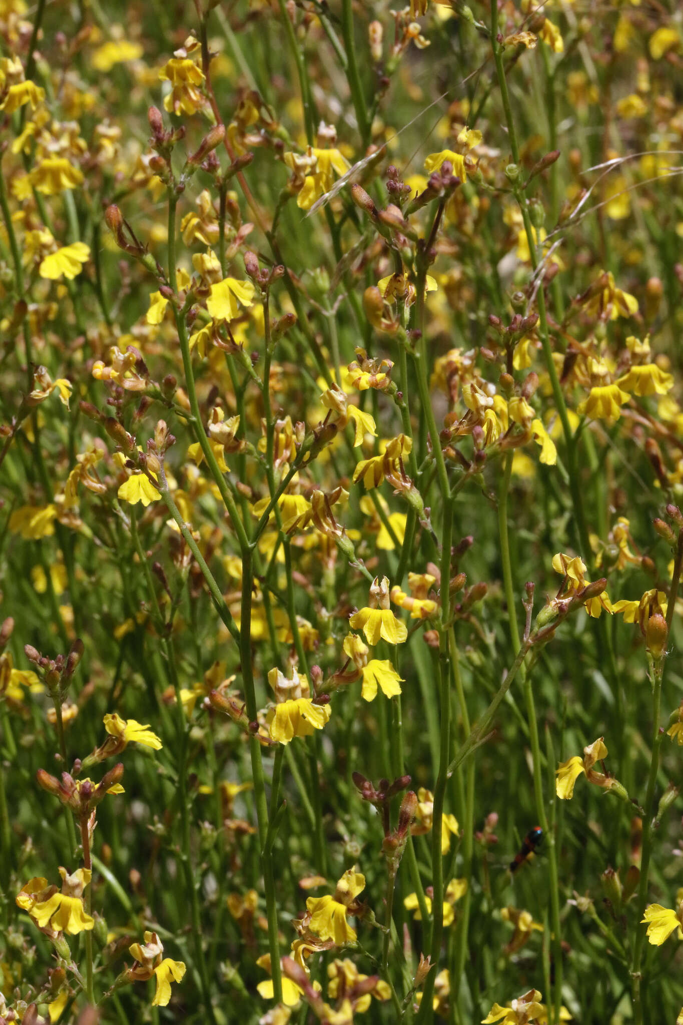 Image of Goodenia macbarronii R. Carolin