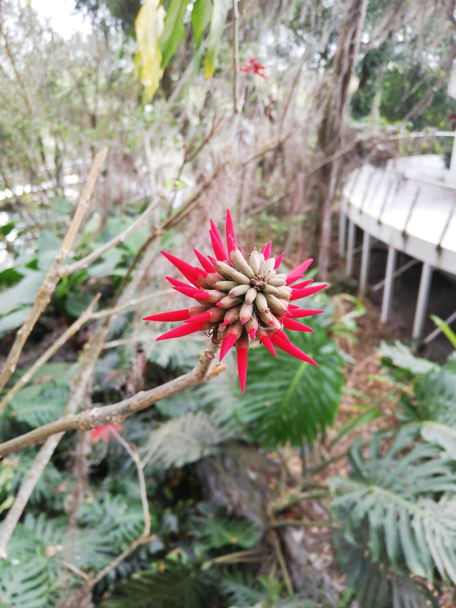 Image de Erythrina americana Mill.