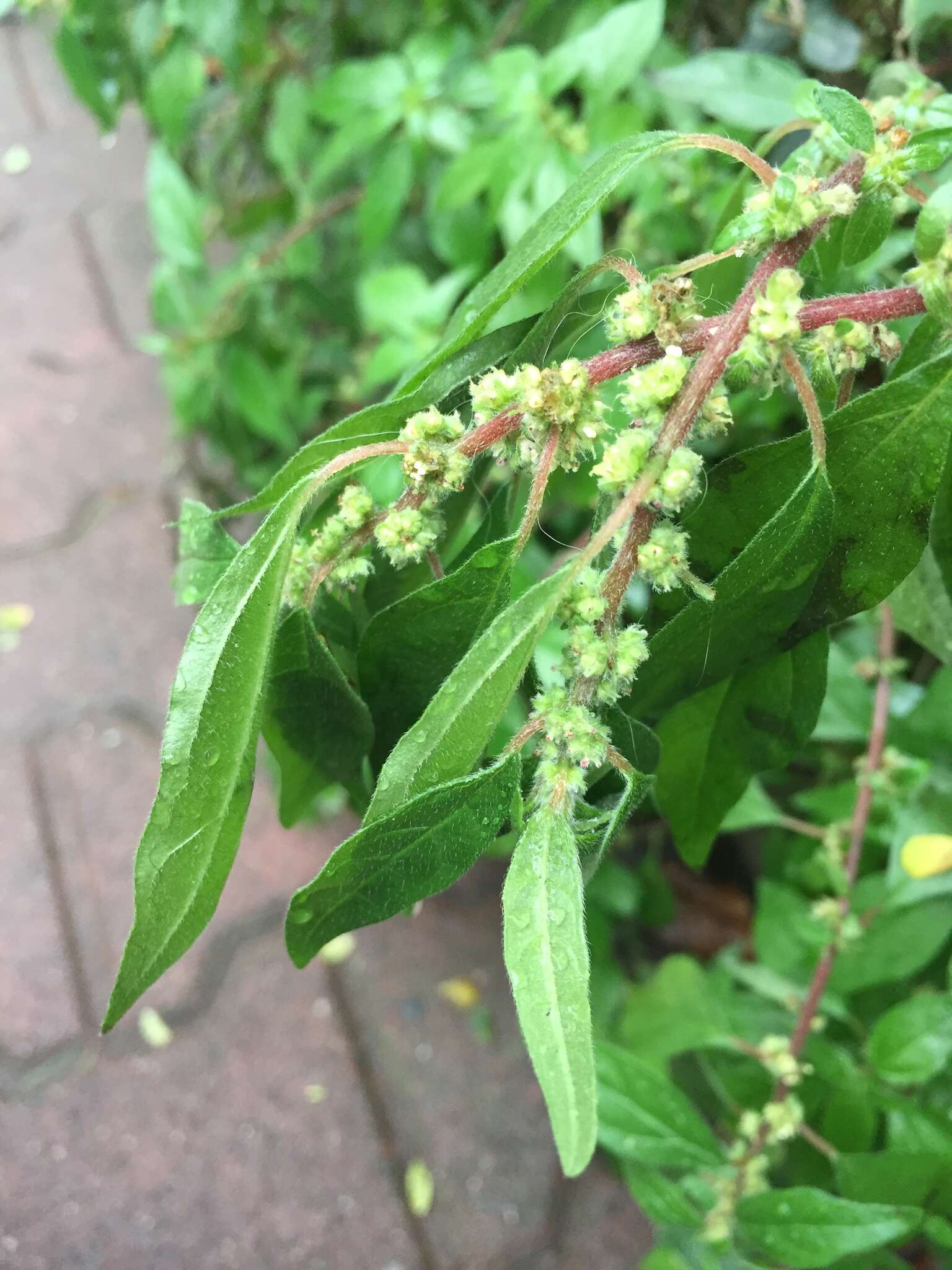 Image of erect pellitory-of-the-wall