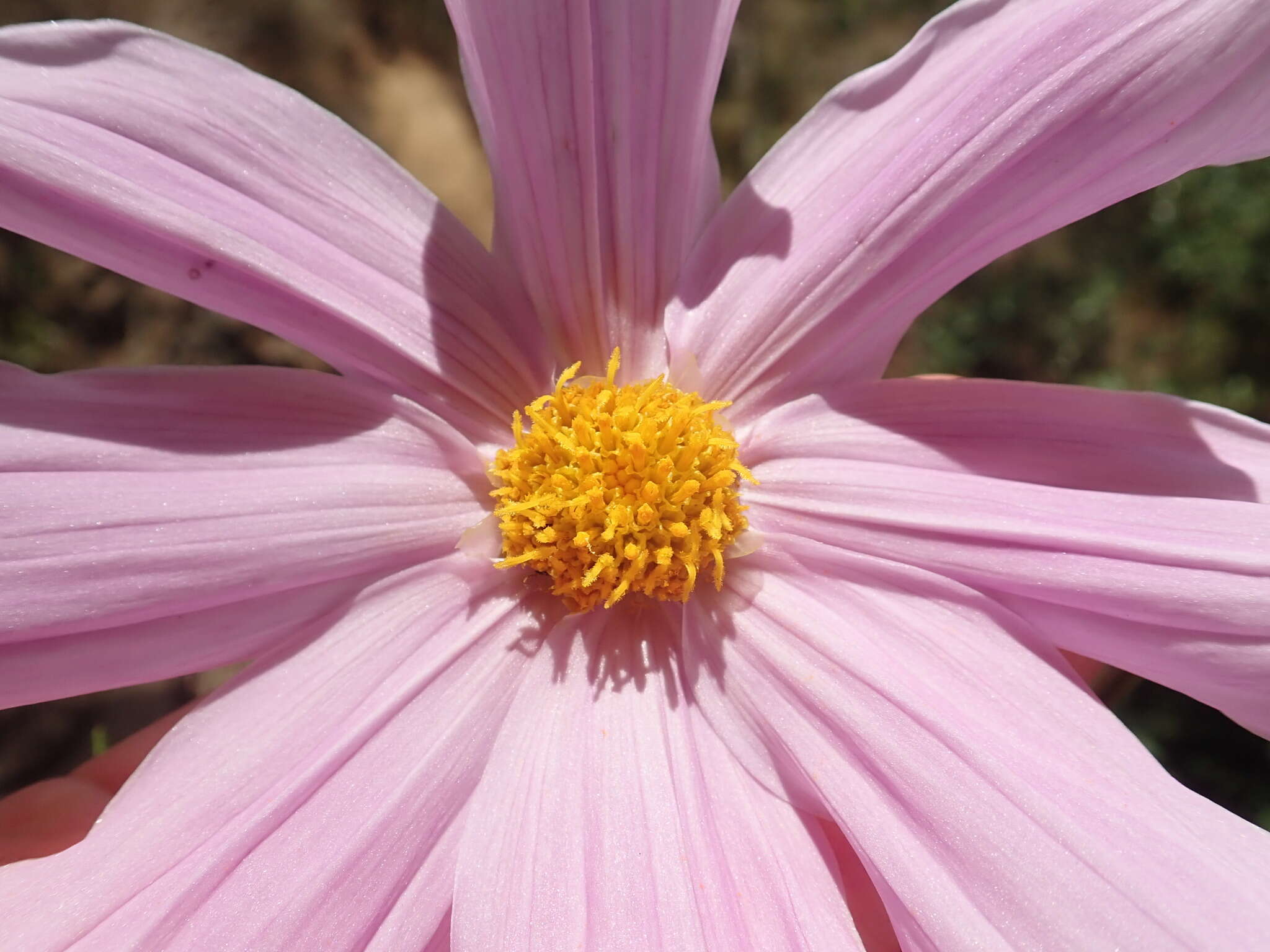 Image of Dahlia tenuicaulis P. D. Sorensen