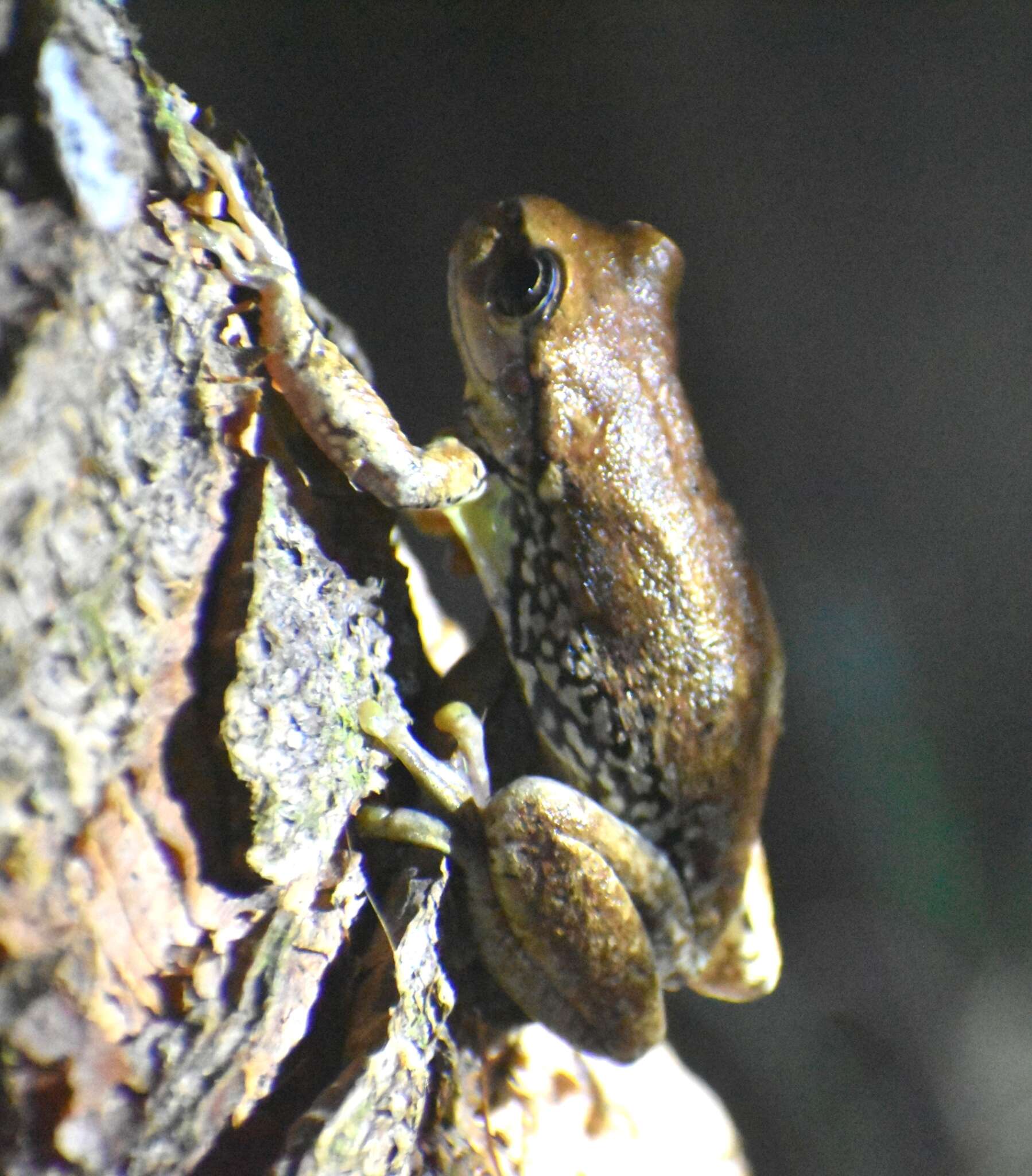 Image of northern streamside tree frog