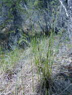 Image of Eriophorum vaginatum var. vaginatum