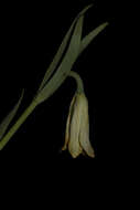Слика од Fritillaria alfredae subsp. glaucoviridis (Turrill) Rix