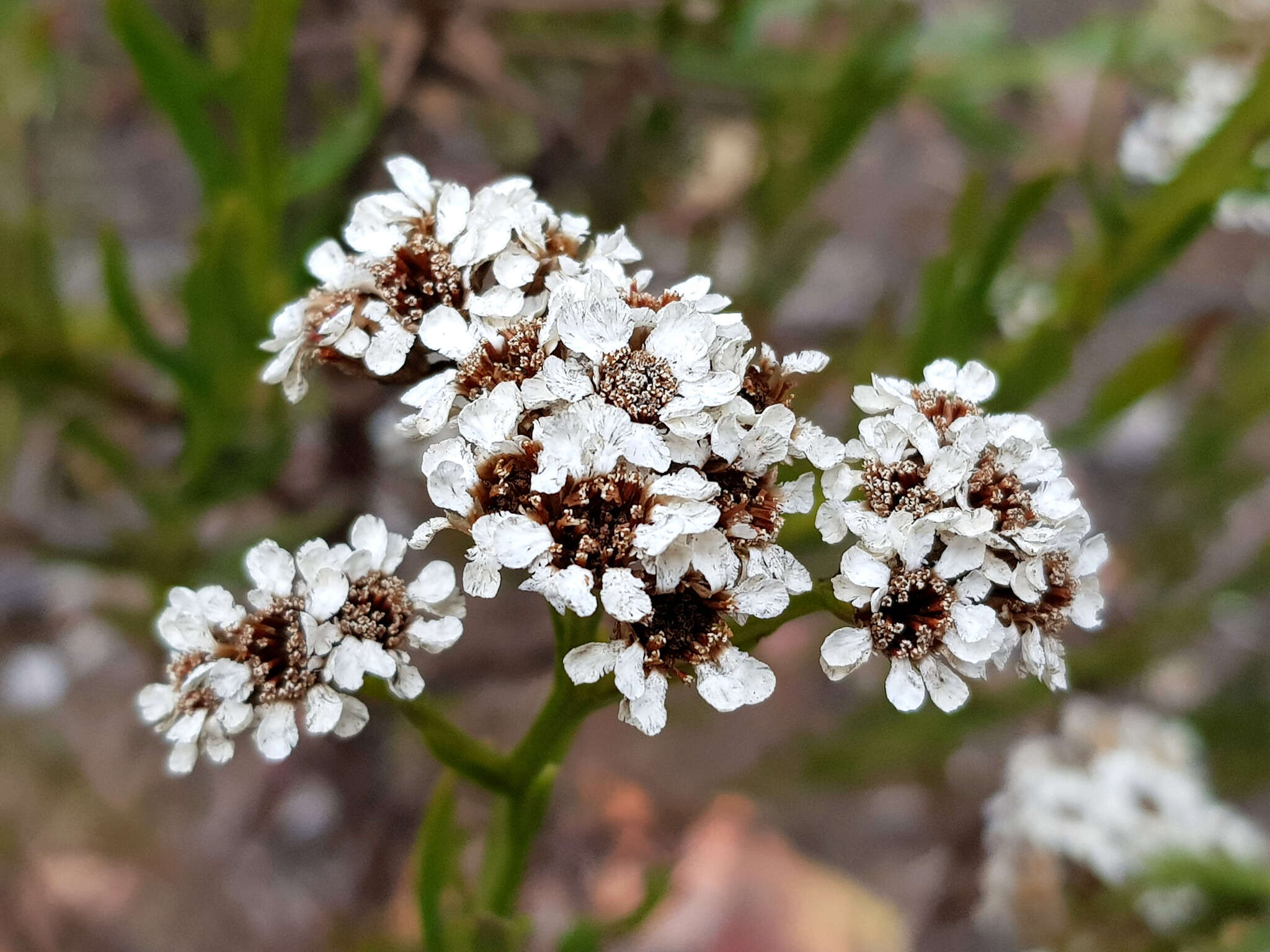 Image of Ixodia achillaeoides subsp. alata