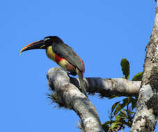 Image of Chestnut-eared Aracari