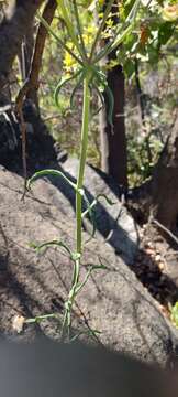 Image of Alstroemeria ligtu subsp. simsii (Spreng.) Ehr. Bayer