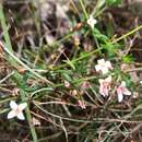 Image of Cyanothamnus nanus