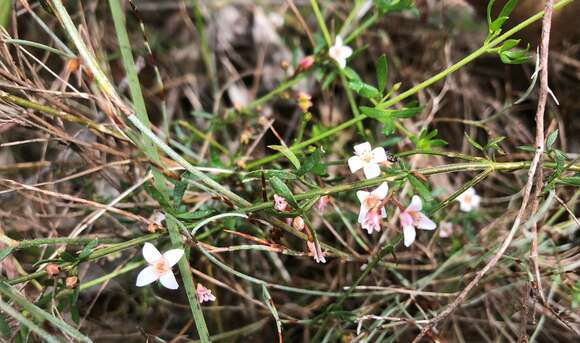 Image de Cyanothamnus nanus