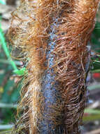 Image of Dicksonia lanata subsp. lanata