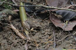 Image of Leptobrachella laui (Sung, Yang & Wang 2014)