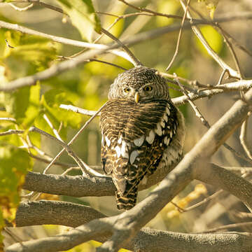 Image of African Barred Owlet