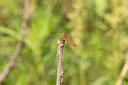 Sympetrum cordulegaster (Selys 1883) resmi