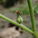 Image of Heliotropium styligerum Trautv.