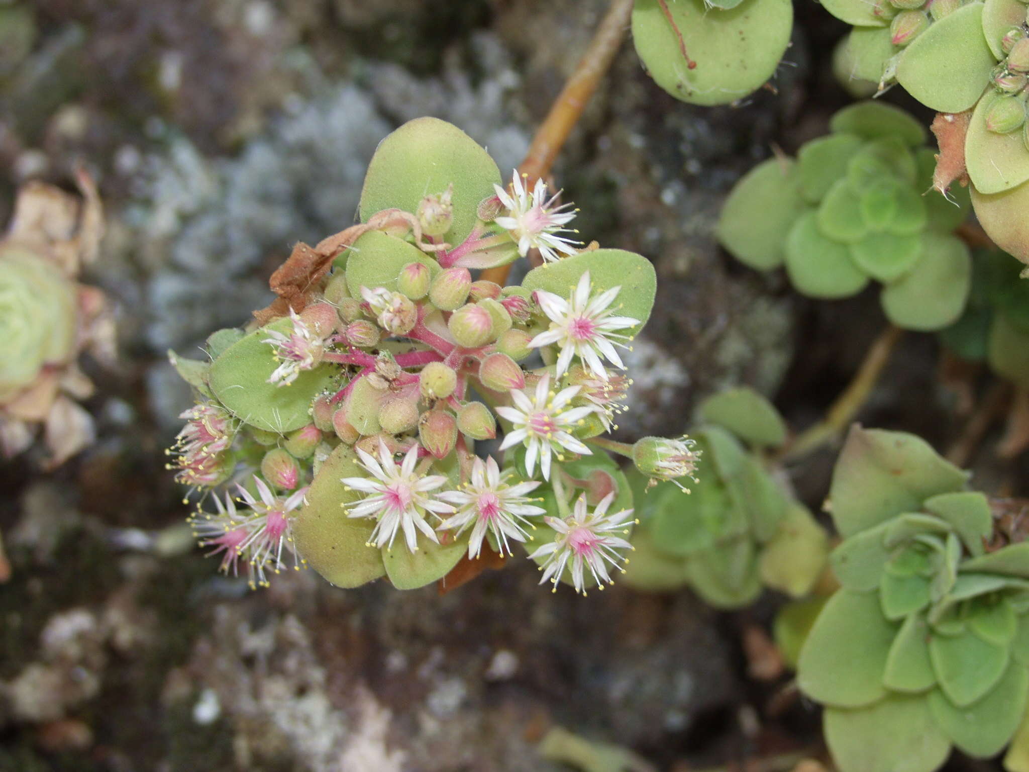 Image of Aeonium goochiae Webb. & Berth.