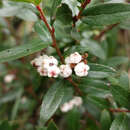 Image of Gaultheria appressa A. W. Hill