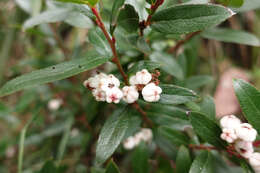 Image de Gaultheria appressa A. W. Hill