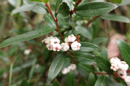 Image of Gaultheria appressa A. W. Hill
