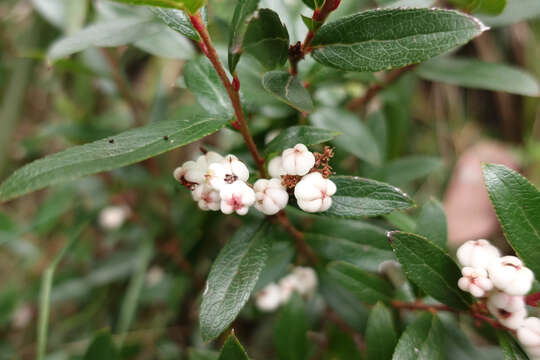 Imagem de Gaultheria appressa A. W. Hill