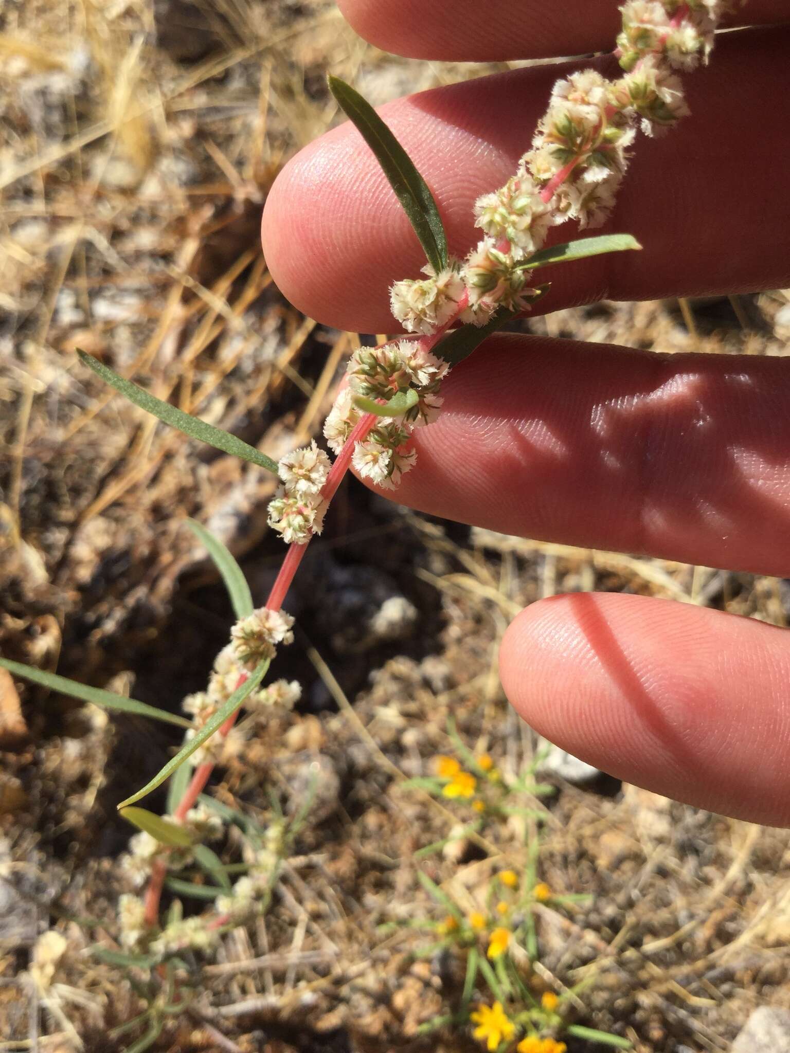 Image of fringed amaranth