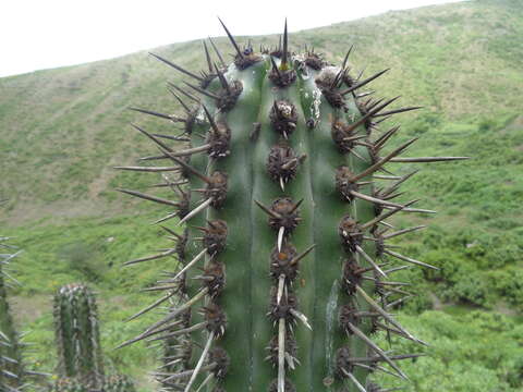 Image de Weberbauerocereus cephalomacrostibas (Werderm. & Backeb.) F. Ritter